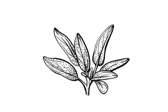 Download Sage SVG PNG - Sage svg Collection