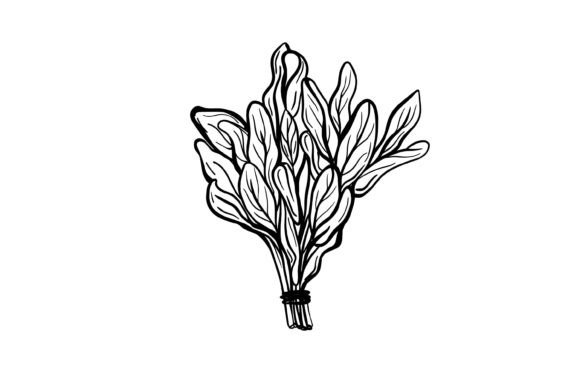 Download Sage Svg Png - Sage svg Collection
